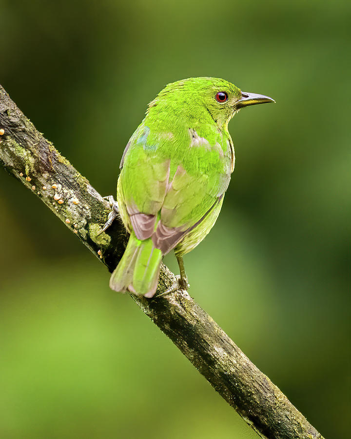 Female Green Honeycreeper La Conchita Cali Valle del Cauca Colom Photograph by Adam Rainoff