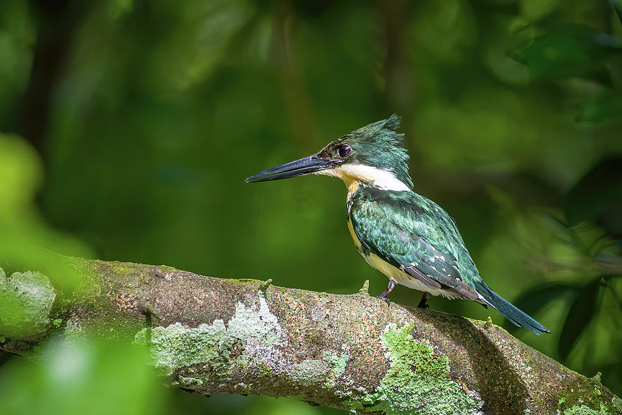 Female Green Kingfisher La Macarena Meta Colombia Photograph by Adam Rainoff