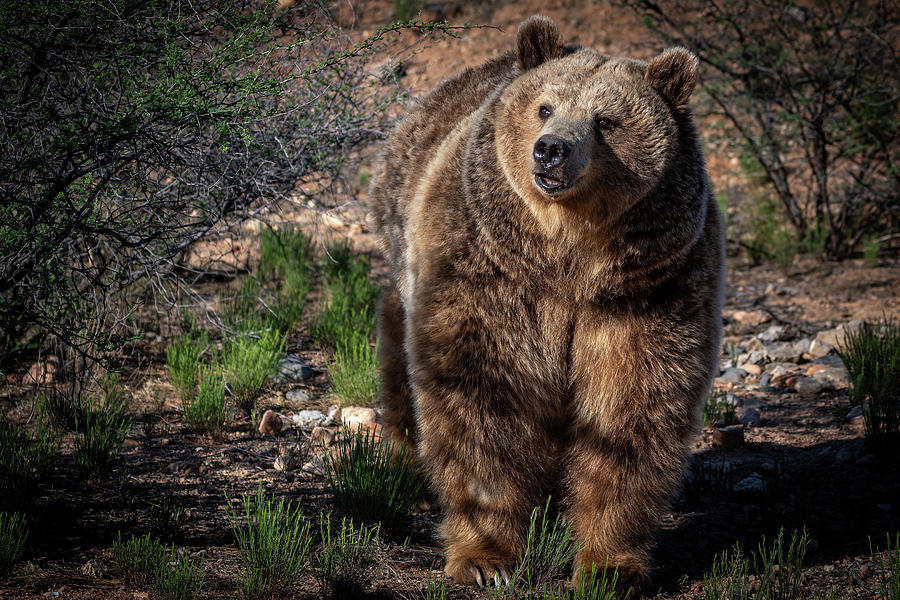 Female Grizzly Bear Photograph by Al Judge