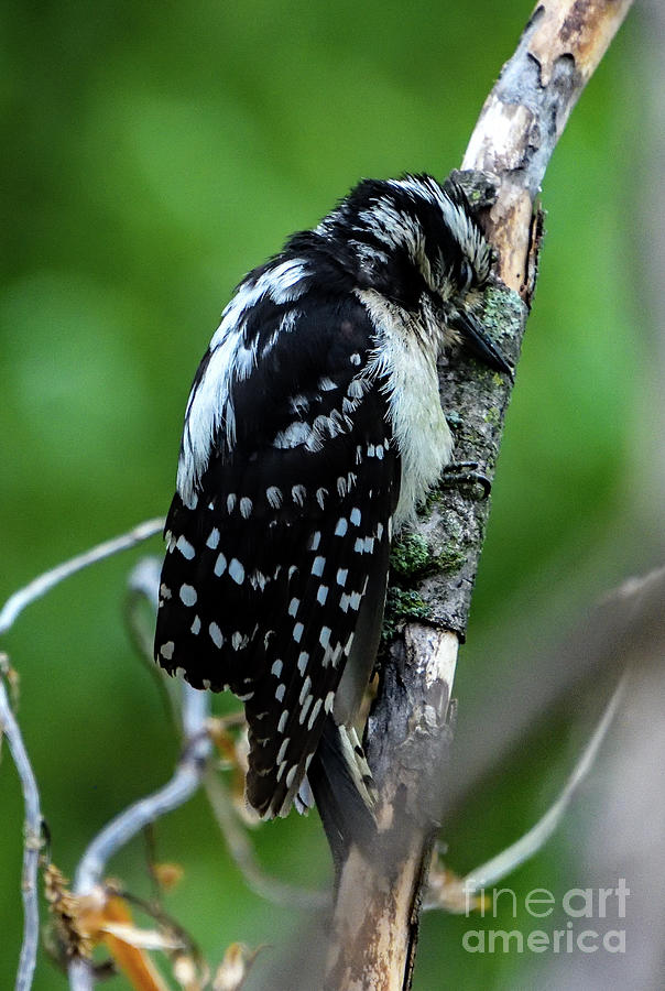 Female Hairy Woodpecker Hugging Branch Photograph