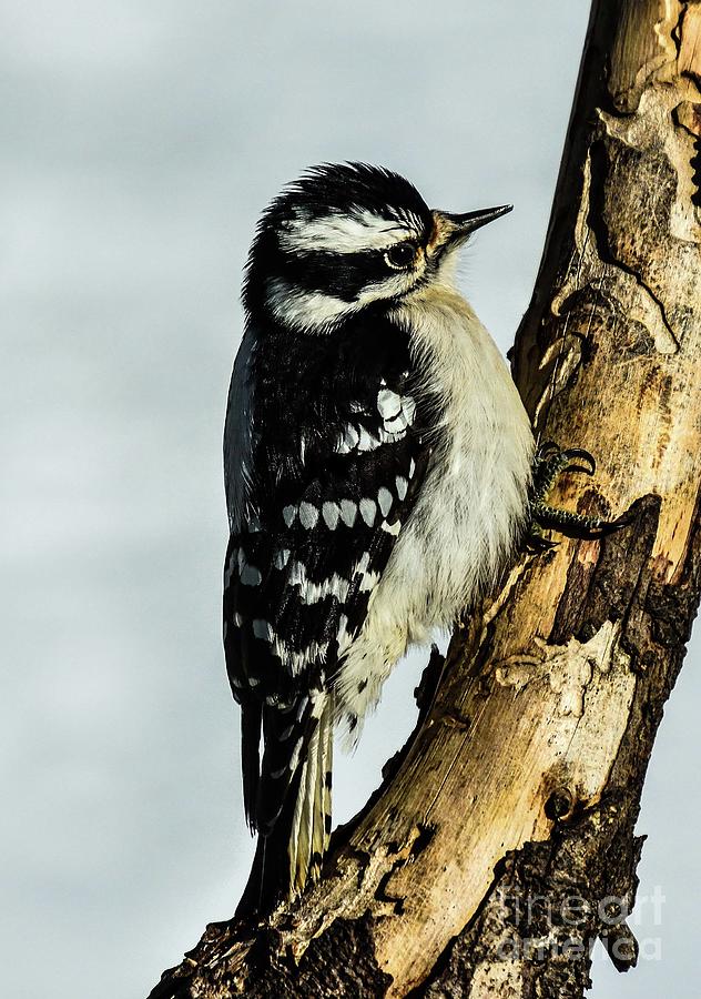 Female Hairy Woodpecker Looks Like A Ball Of Fluff Photograph