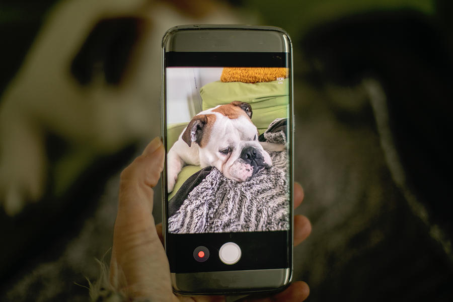 Female hand takes a small dog on the smartphone Photograph by Carol Yepes