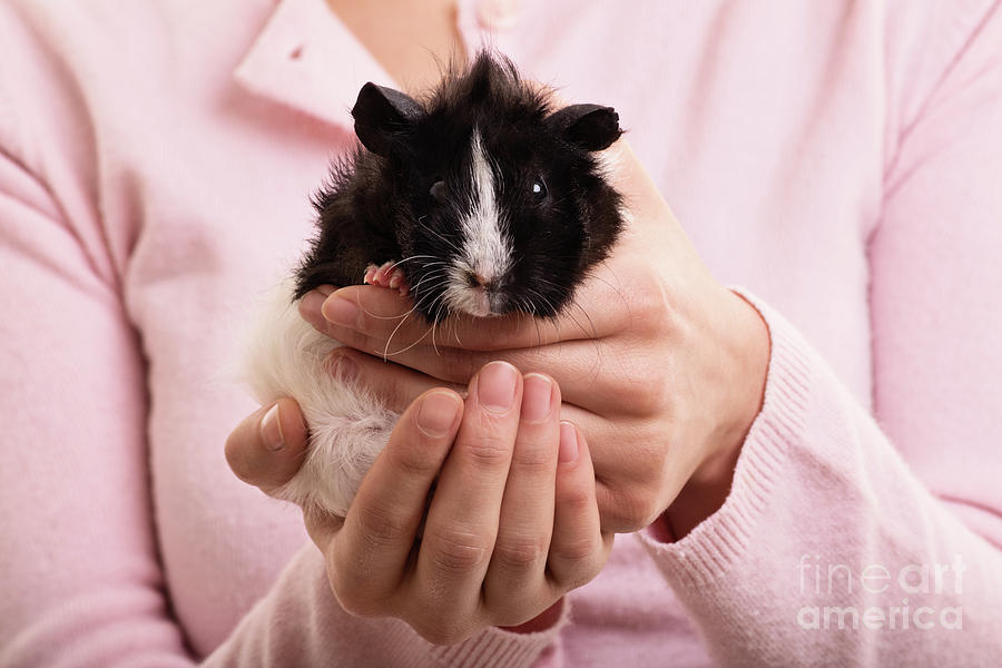 Female hands holding a guinea pig Photograph by Mendelex Photography