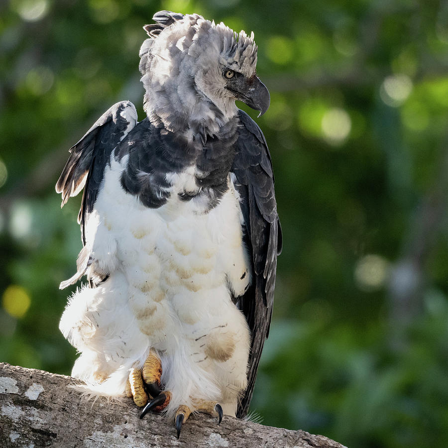 Female Harpy Eagle Photograph by Robert Goodell - Fine Art America