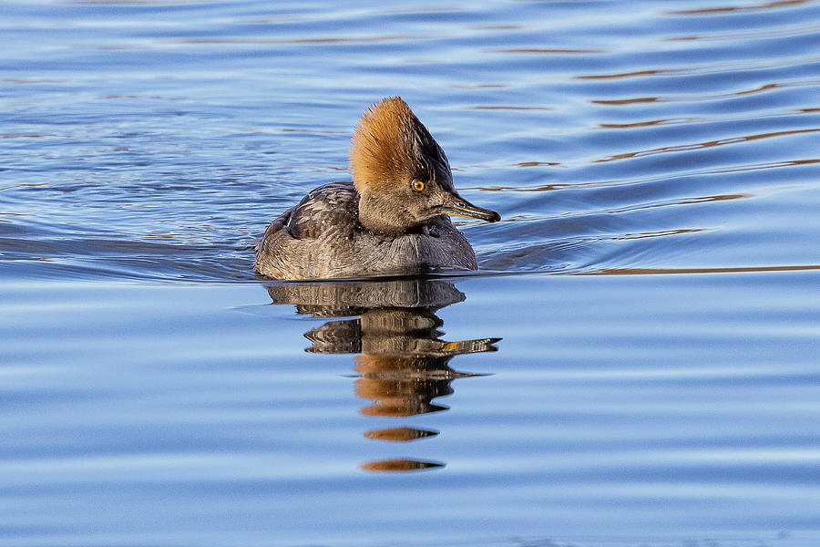 Female Hooded Merganser Out for a Swim Photograph by Tony Hake