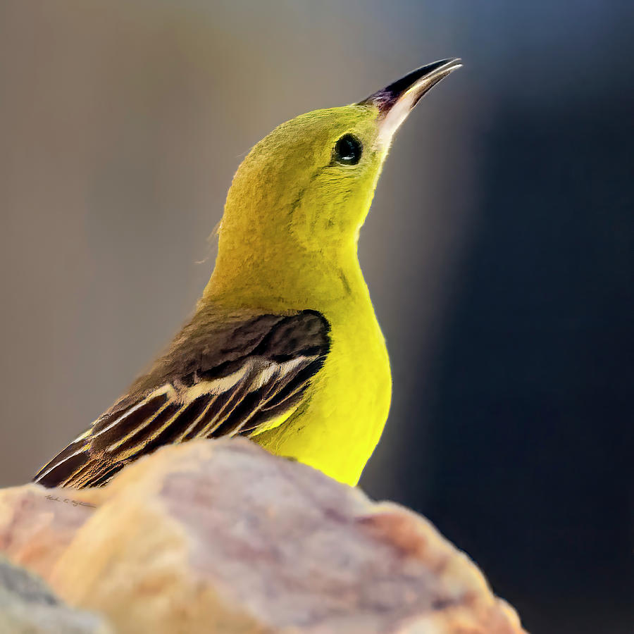 Female Hooded Oriole S2042 Photograph