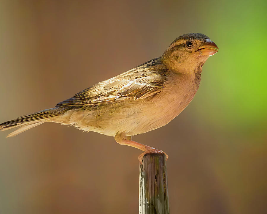 Female House Finch 25183 Photograph