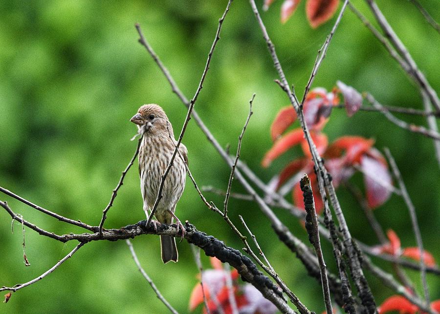 Female House Finch Photograph by Evan Foster