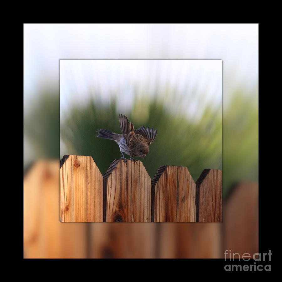 Female House Finch on Wooden Fence Digital Art Photograph by Colleen Cornelius