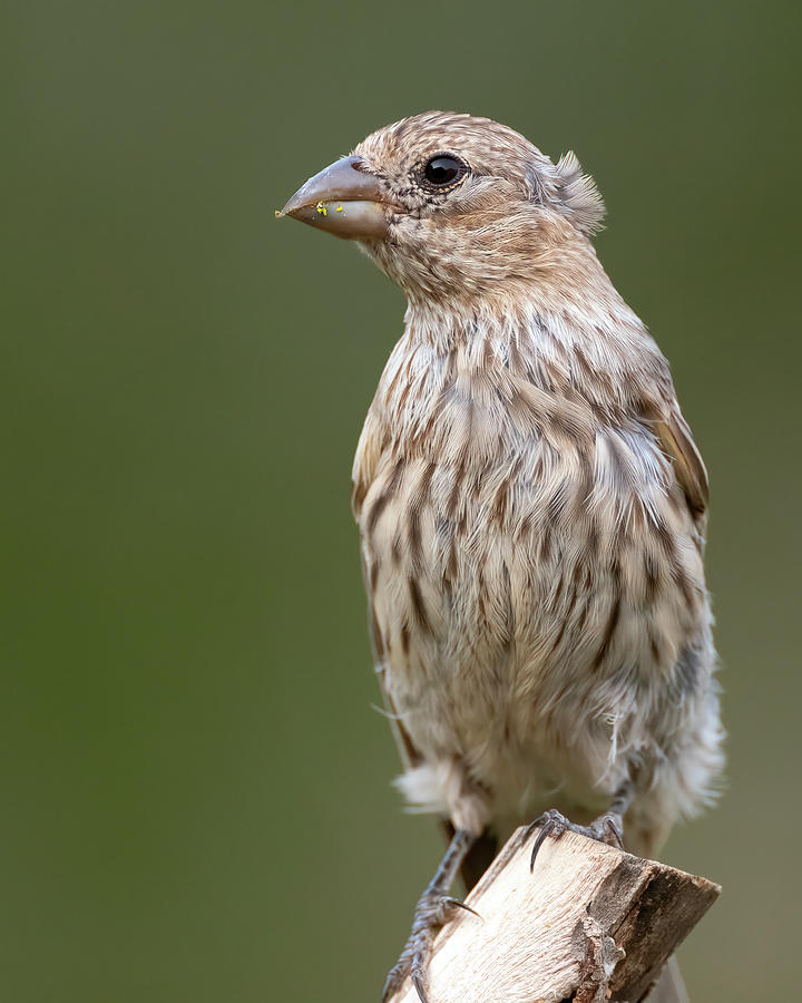 Female House Finch watching  Photograph by Gary Langley