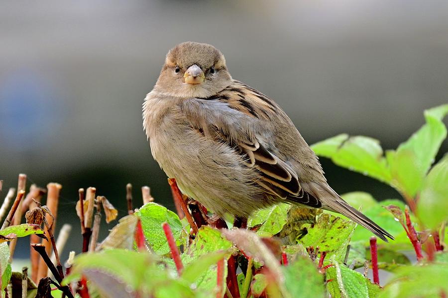 Female house sparrow in morning light Photograph by Bernardo Guzman ...