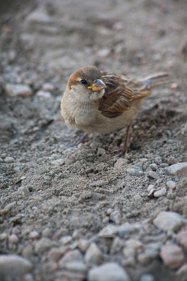 Female House Sparrow Photograph by Karol Livote