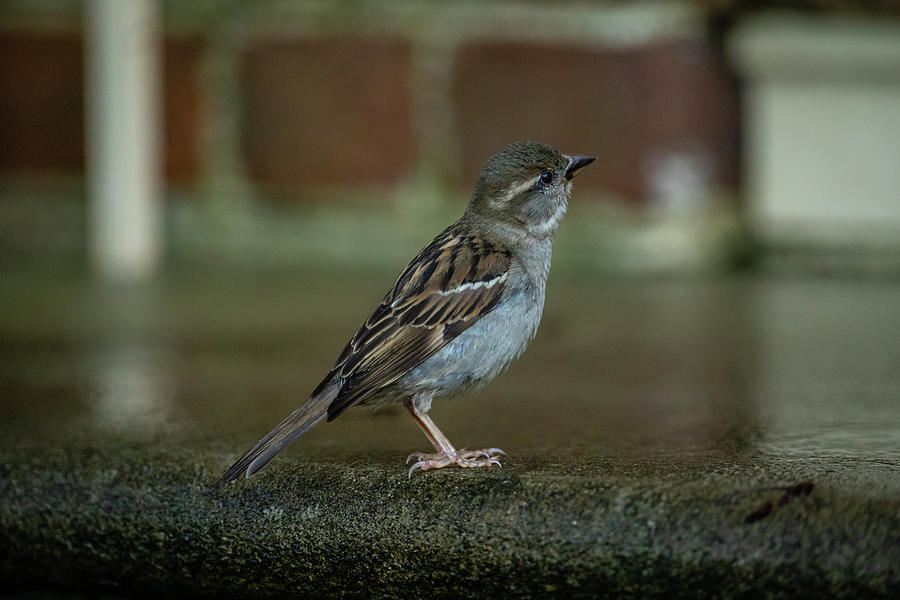Female House Sparrow on a Stair Photograph by Rachel Morrison