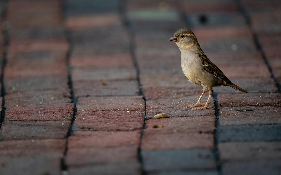 Female House Sparrow  Photograph by Rachel Morrison
