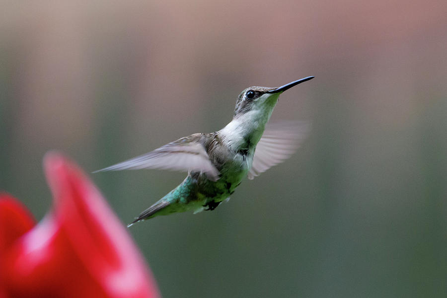 Female Hummingbird 1 Photograph by David Stasiak