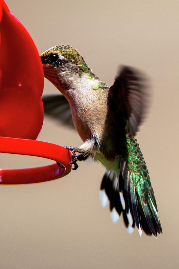 Female Hummingbird 20 Photograph By David Stasiak Fine Art America 2014