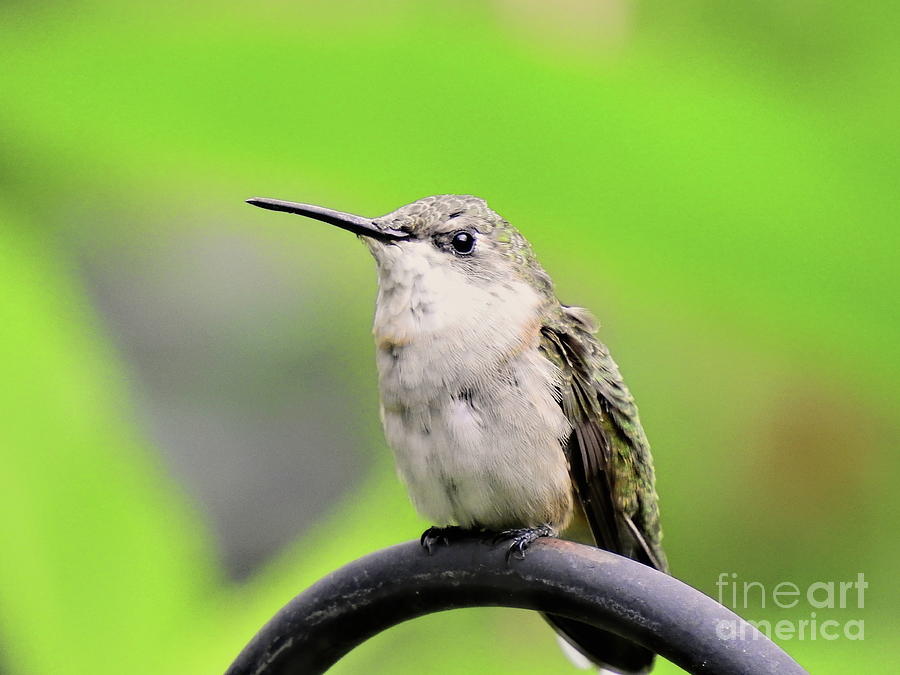 Female Hummingbird Photograph by Eunice Miller