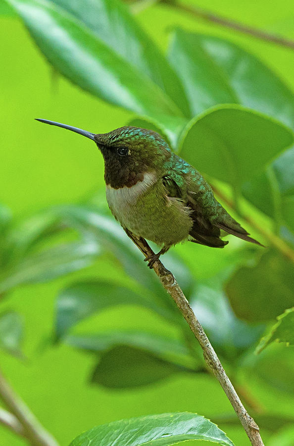Female Hummingbird Photograph by John Photography