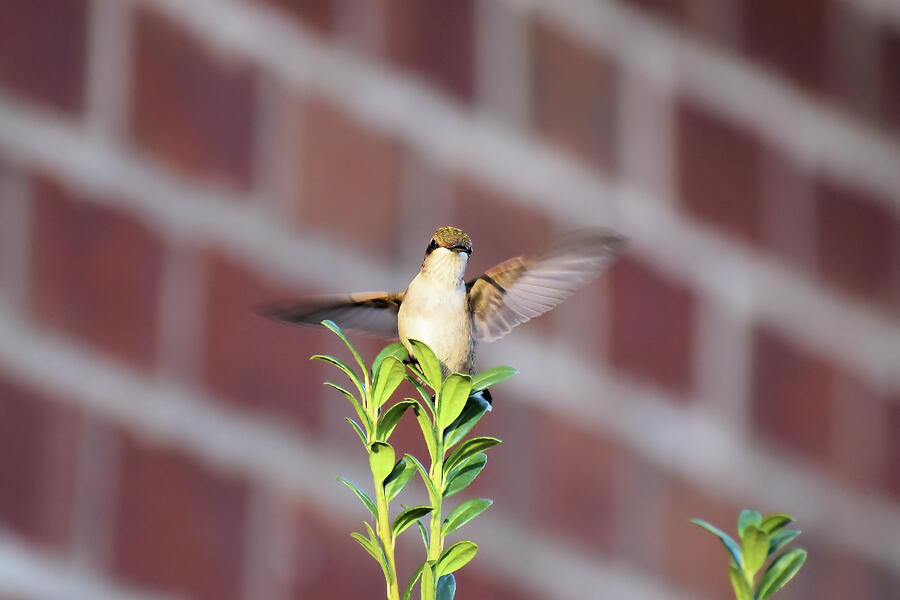 Female Hummingbird Landing In Alabama Photograph by Kathy K McClellan