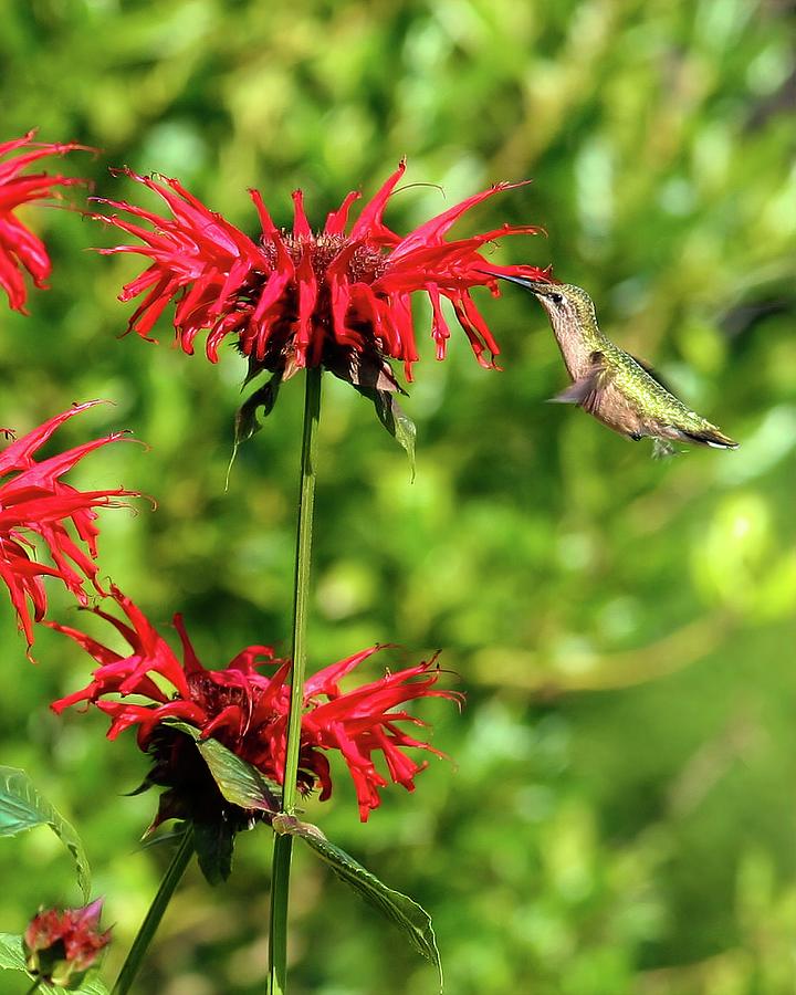 Female Hummingbird On Monarda Photograph by Daniel Beard