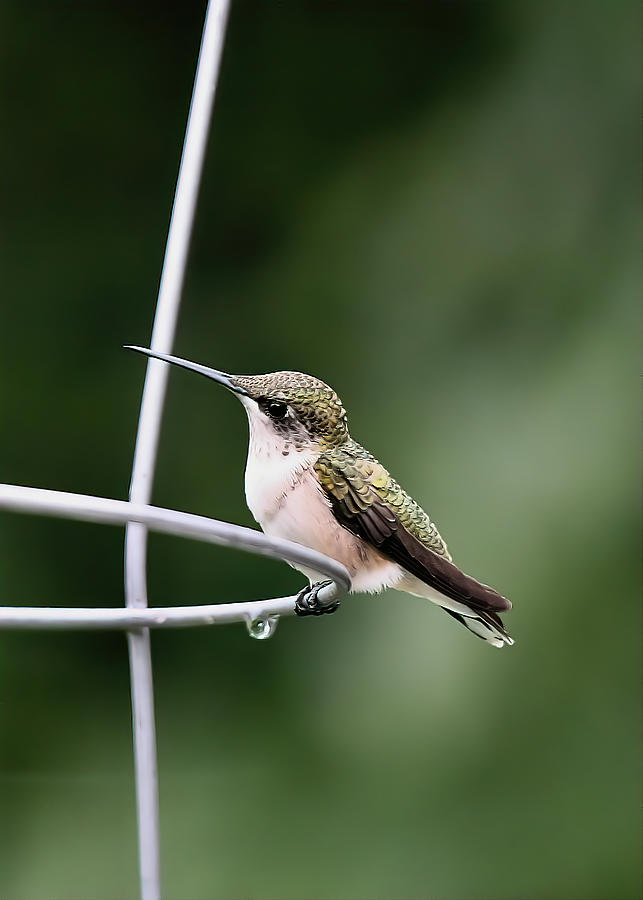 Female Hummingbird on Tomato Cage Photograph by Daniel Beard