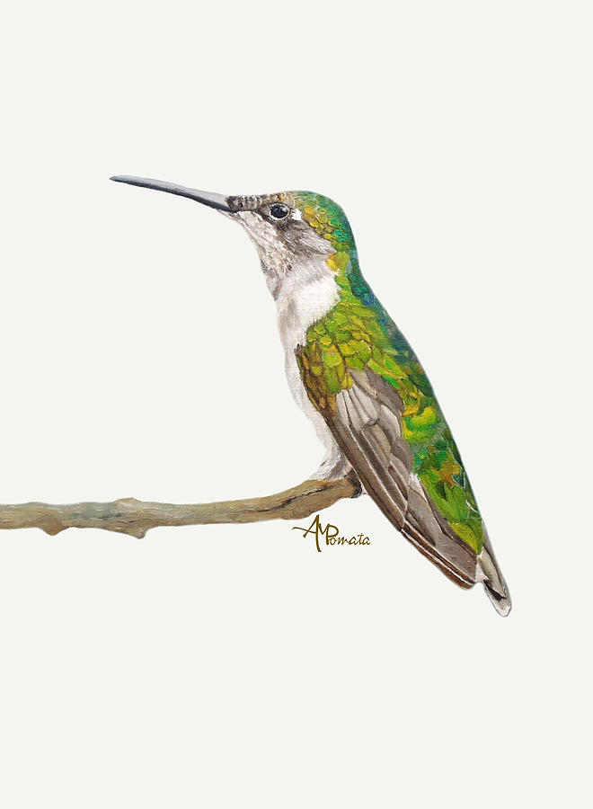 Hummingbird Painting - Female Hummingbird Portrait by Angeles M Pomata