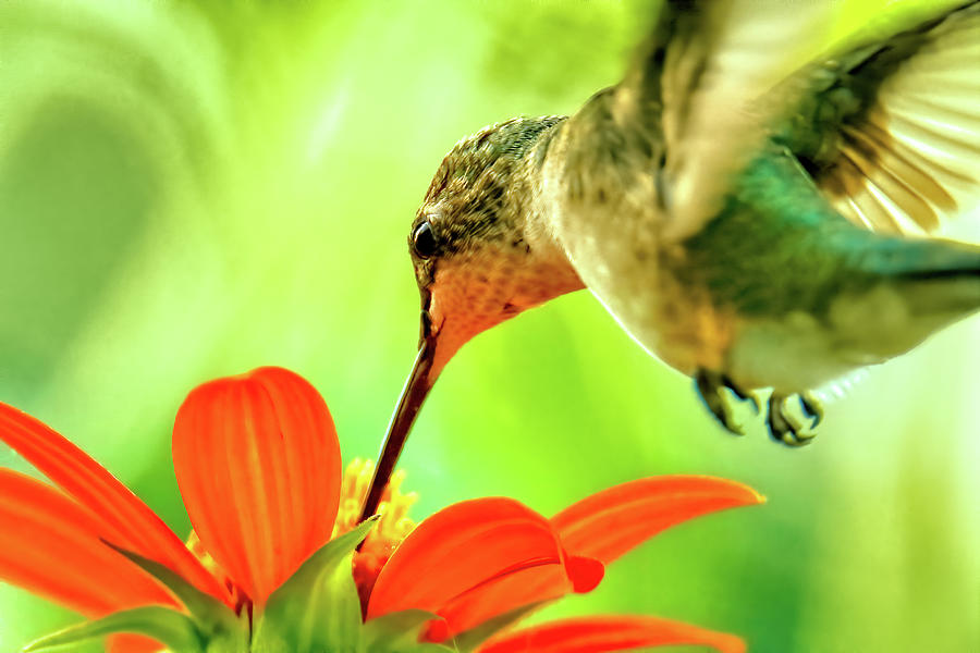 Female Hummingbird Sipping From A Mexican Sunflower Photograph