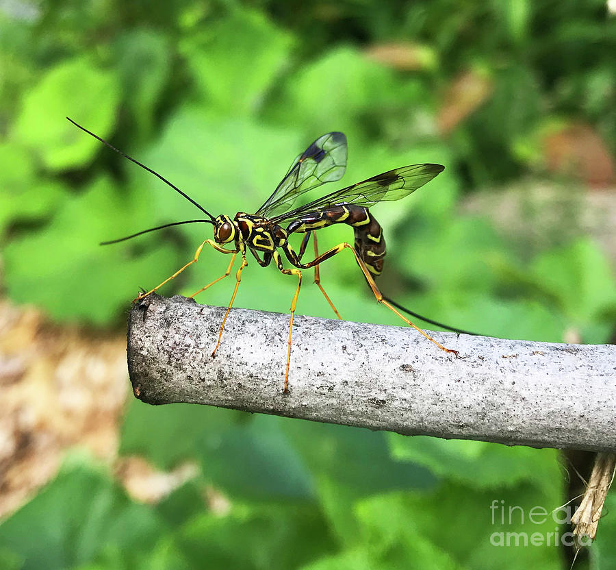 Female Ichneumon Wasp Close Up. Late July. The Victory Garden Collection. Photograph by Amy E Fraser