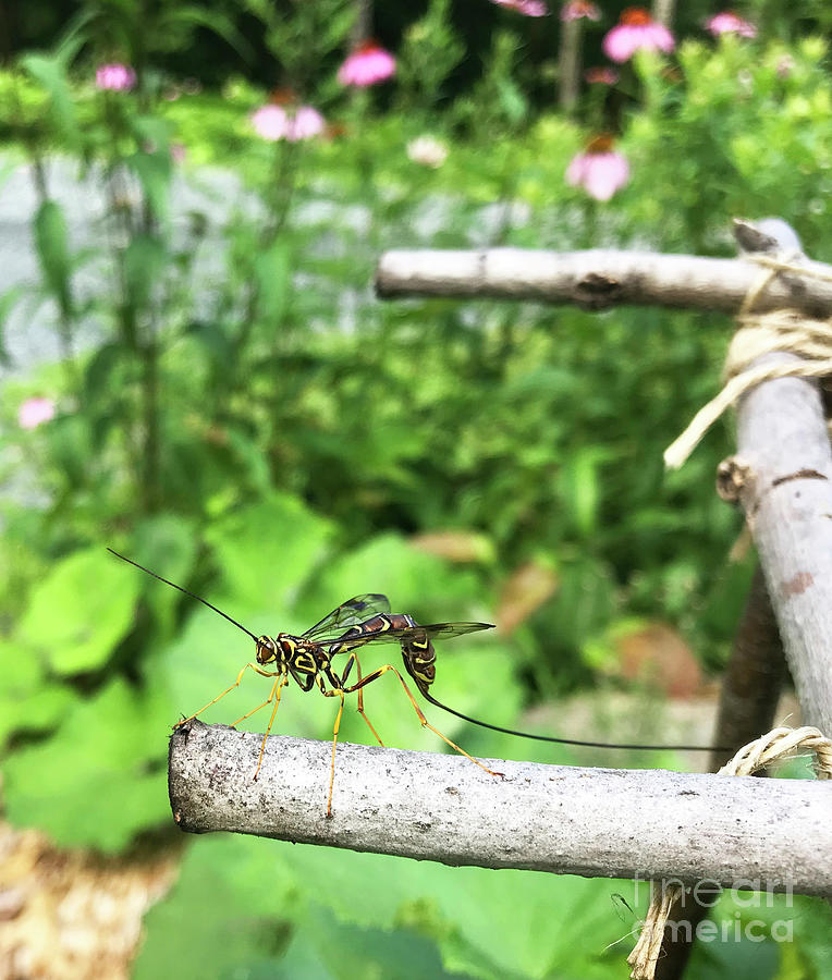Female Ichneumon Wasp on Cucumber Trellis. Late July. The Victory Garden Collection. Photograph by Amy E Fraser