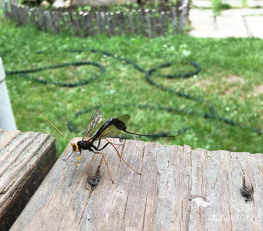 Female Ichneumon Wasp on Porch. Late June. The Victory Garden Collection. Photograph by Amy E Fraser