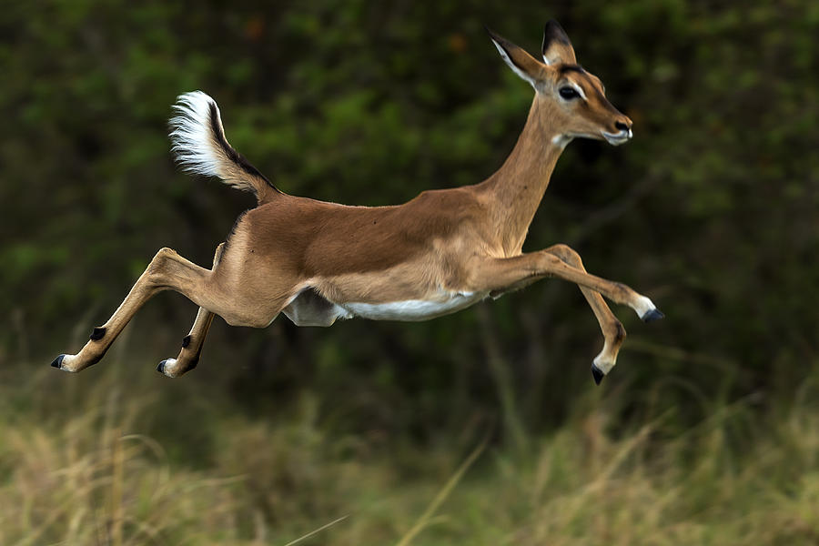 Female impala running Photograph by Manoj Shah