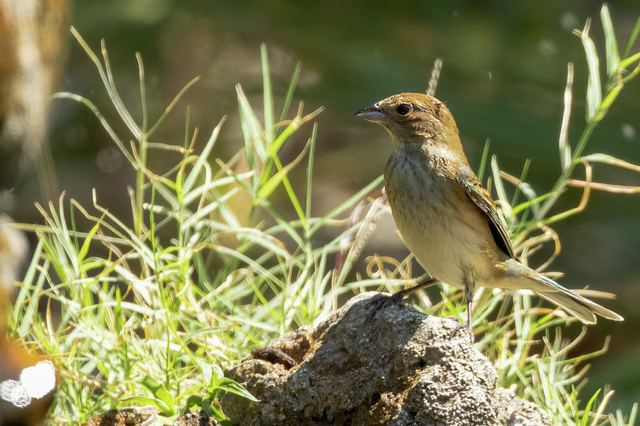 Female Indigo Bunting Photograph by Heather Earl - Fine Art America