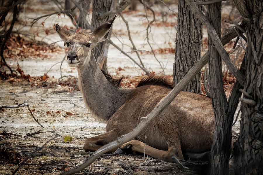 Female Kudo Resting in Shade by Belinda Greb Female Kudo Resting in Shade by Belinda Greb