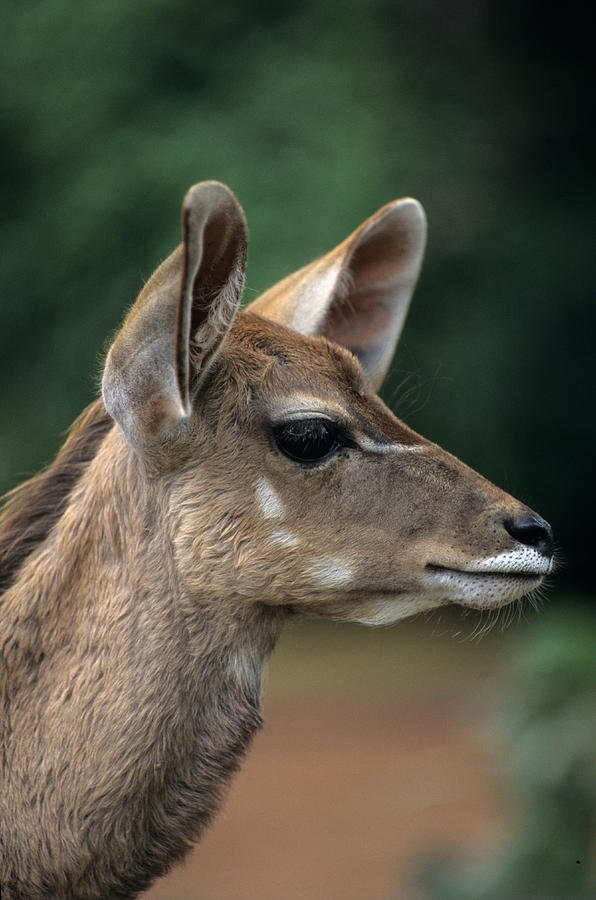 Female Kudu Photograph by David Cayless