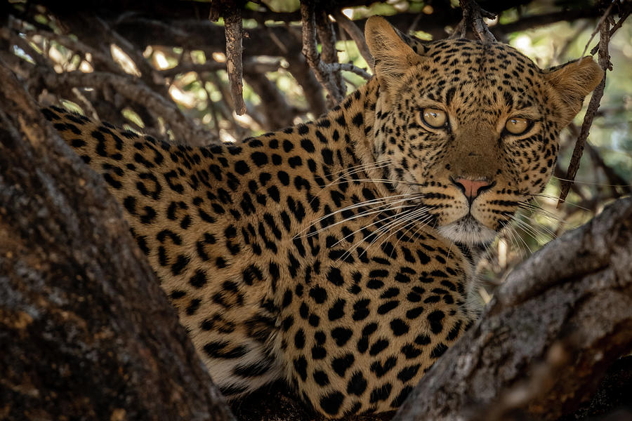 Female Leopard Guarding Her Kill Photograph by MaryJane Sesto