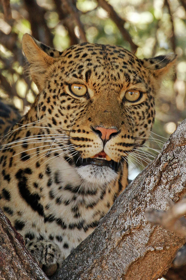 Female Leopard by MaryJane Sesto