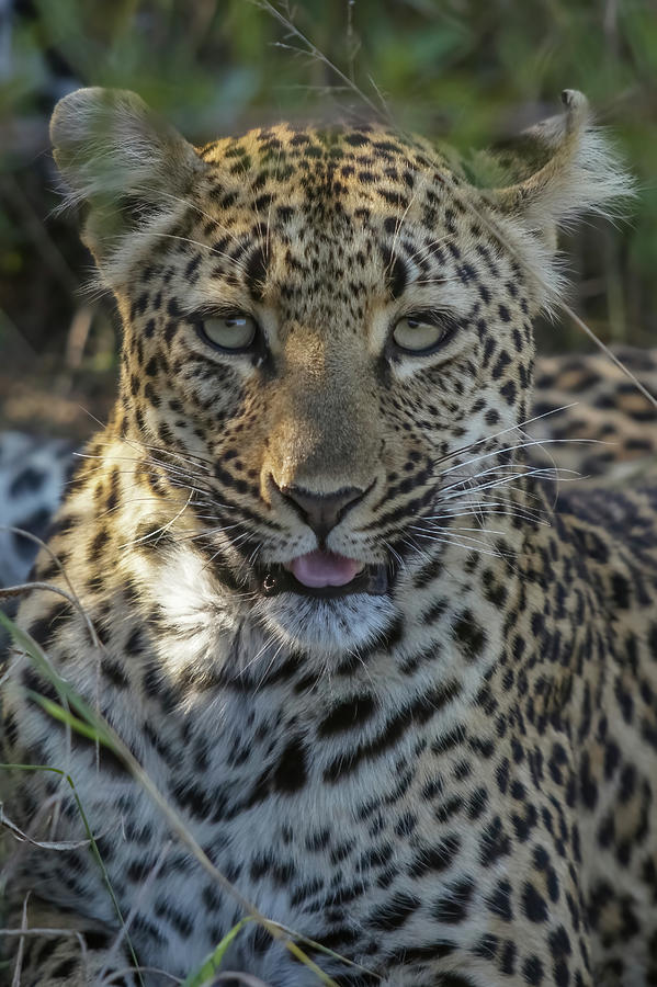 Female Leopard Portrait Photograph by MaryJane Sesto