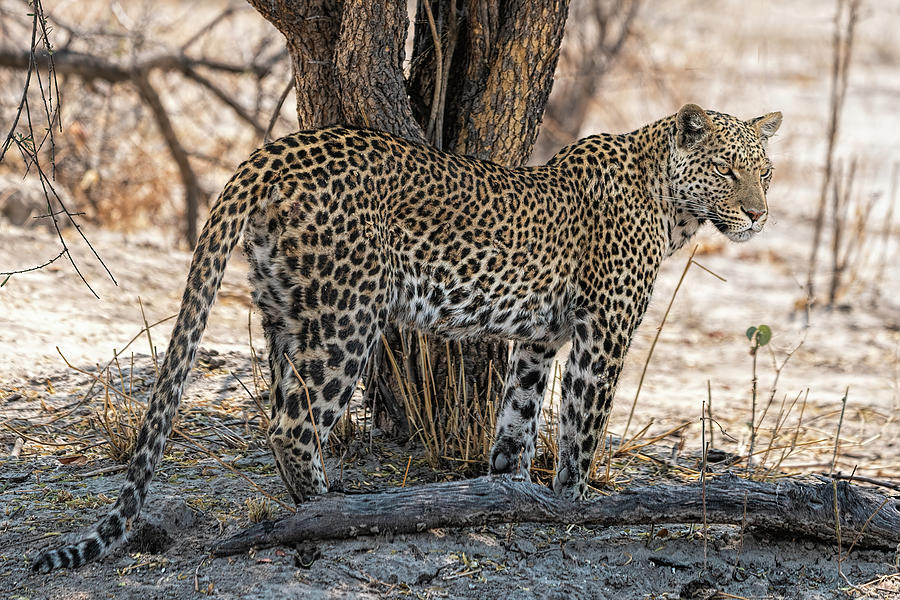 Female Leopard Standing under Tree Photograph by Betty Eich