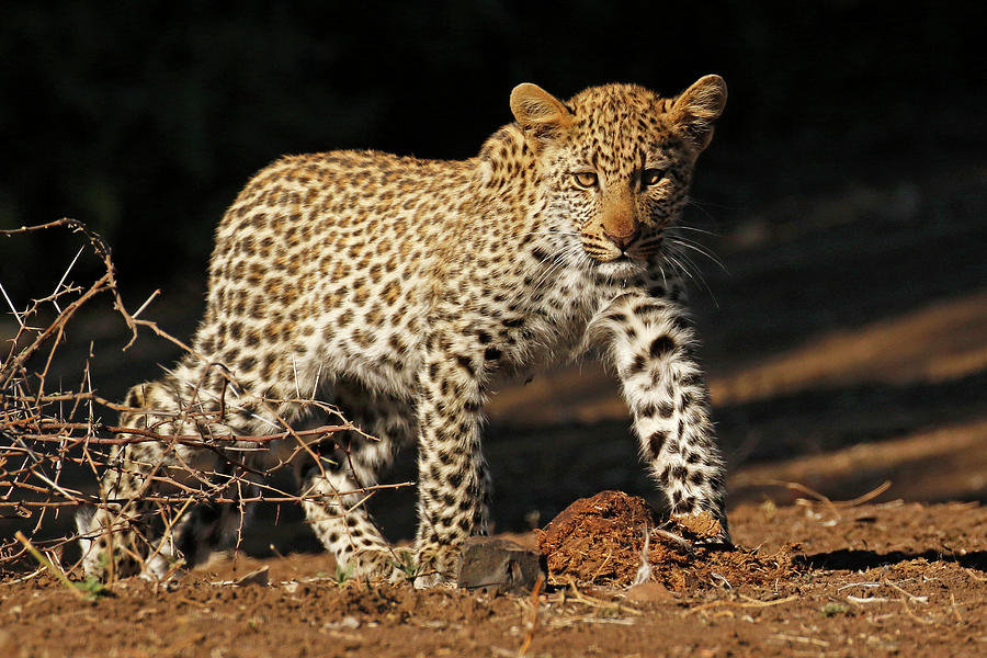 Female Leopard Youngster Photograph by MaryJane Sesto
