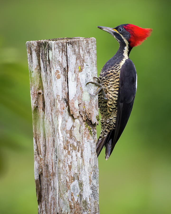 Female Lineated Woodpecker La Macarena Meta Colombia Photograph by Adam Rainoff