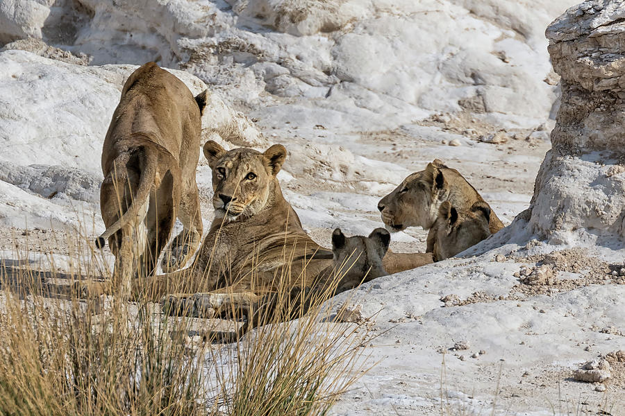 Female Lions and Cubs Photograph by Belinda Greb