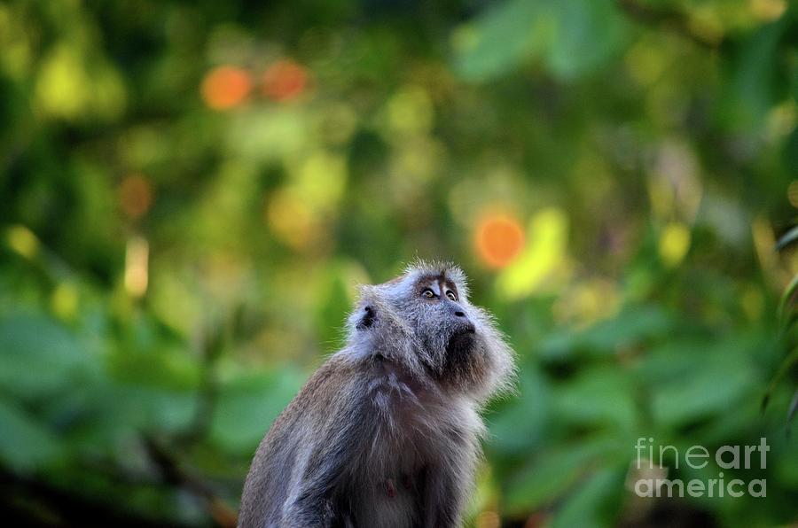 Female Long Tailed Macaque Monkey Gazes Upwards Tioman Malaysia Photograph
