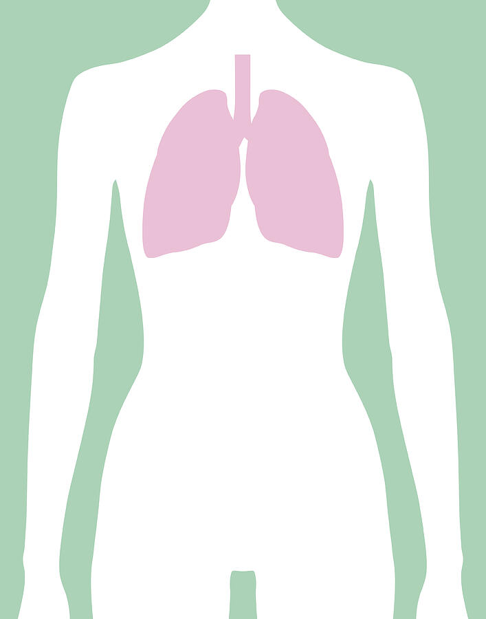 Female Lungs Body Icon Drawing by RobinOlimb