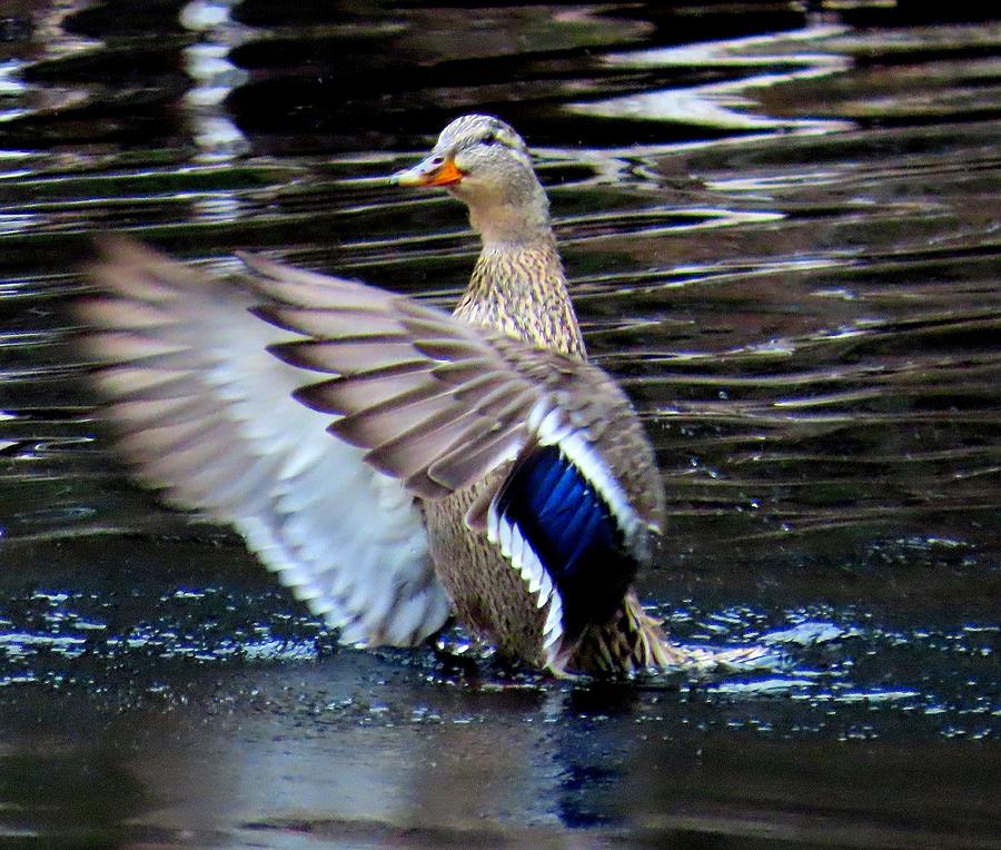 Female Mallard Coming in for a Landing Photograph by Linda Stern