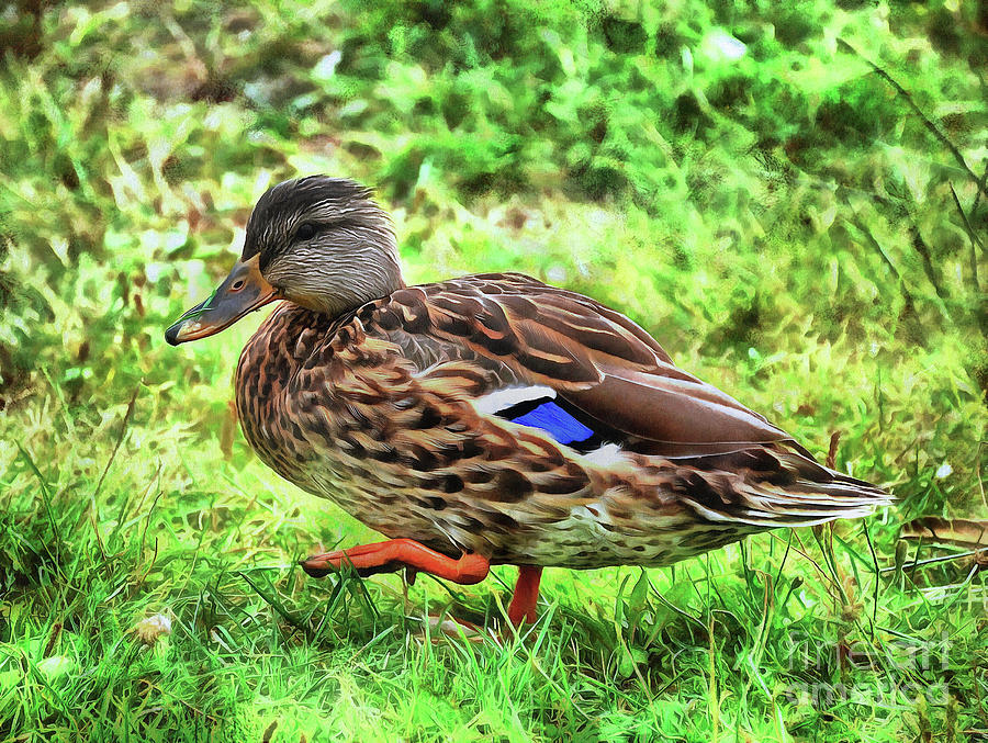 Female Mallard Duck ..painting  Painting by Elaine Manley