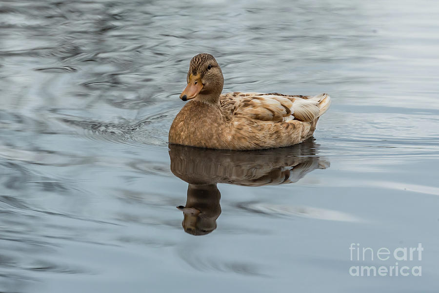 Female Mallard Duck in a Pond in Seattle Photograph by Nancy Gleason
