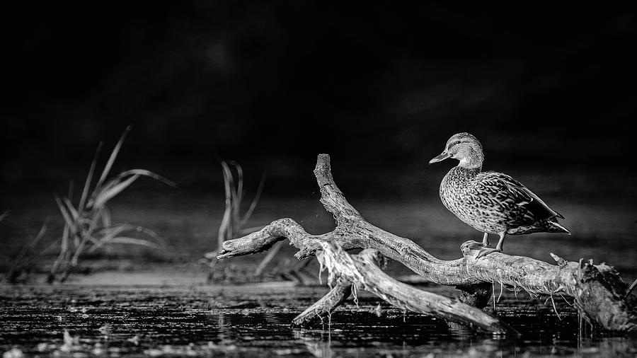 Female mallard duck on log Photograph by Mike Fusaro