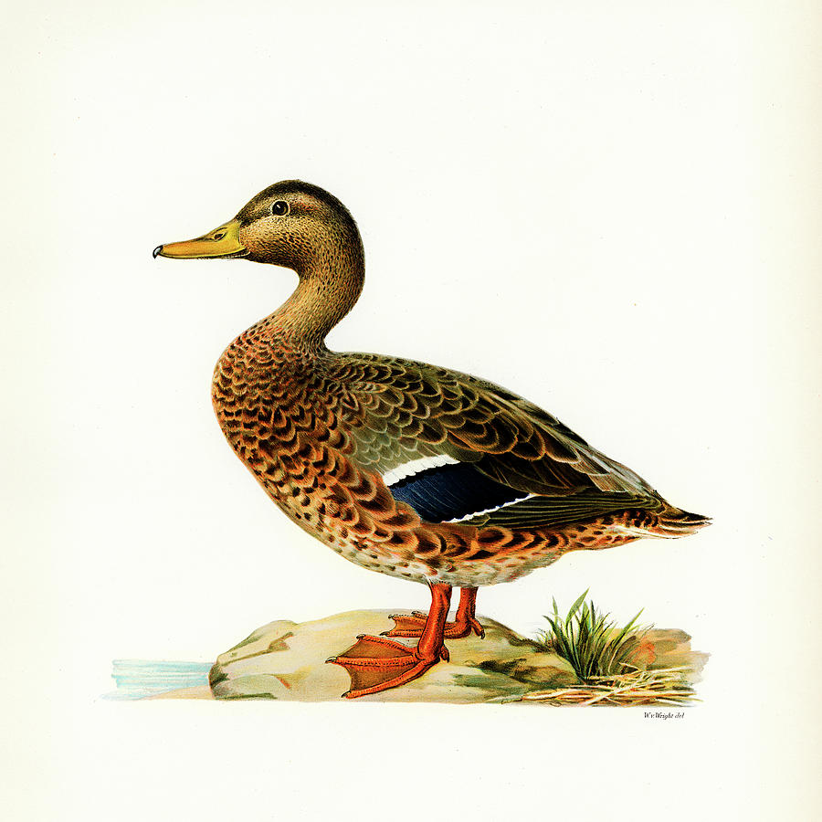 Female Mallard Duck Mixed Media by Jon Baran - Fine Art America