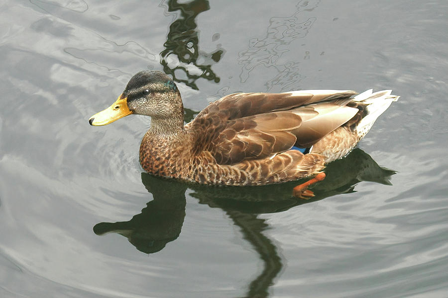Female Mallard Floating Majestically Photograph by Jerry Griffin