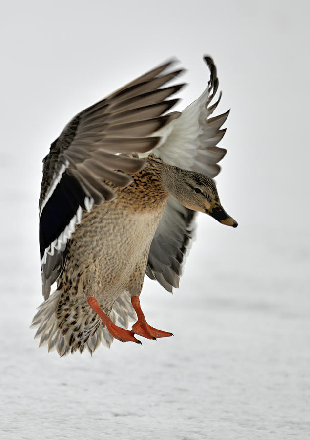 Female Mallard landing Photograph by Paul Freidlund
